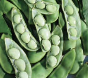 Southern States Vegetable Seeds Fordhook 242 Lima Beans Seeds (1/2 LB (EACH))