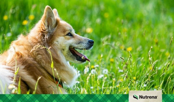 Spring Allergies in Pets