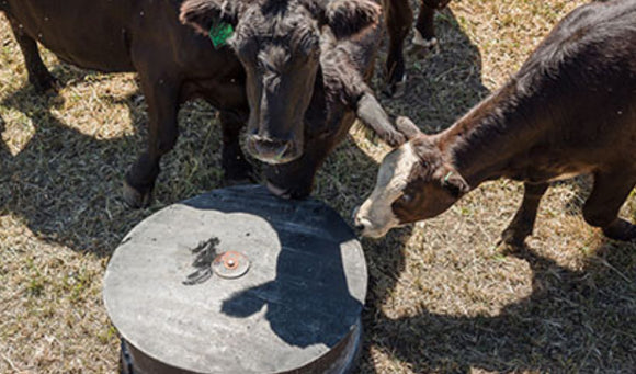 Feeding Mineral All Year Round