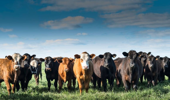 Manage forage inventory for more profit