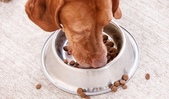How to Transition Your Dog to a New Food