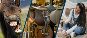 Collage of three images: on the left, a close-up of a horse with a wide open mouth, appearing to smile or laugh; in the center, a store filled with tack for a horse; on the right, a woman using a power drill while sitting on the floor, focused on her work, wearing overalls and a headband.