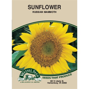 Wetsel Seed Sunflower Russian Mammoth (4g Packet)