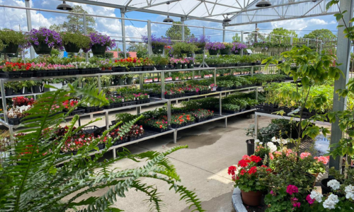 Gardening center with plants and flowers inside a greenhouse