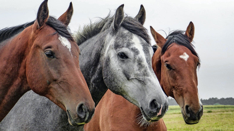 Three horses stand close together in an open field. The horses, two brown and one gray, appear calm and attentive under a cloudy sky.