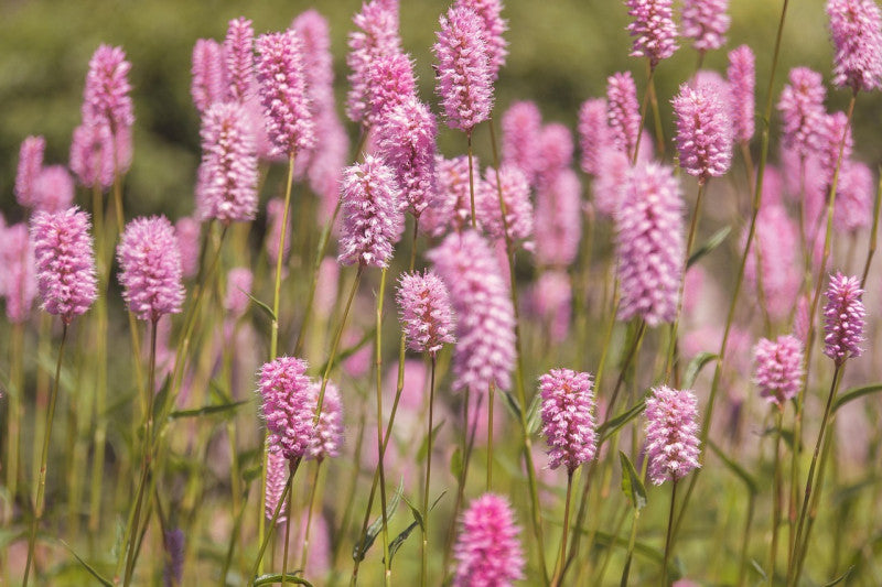 A field of pink Persicaria bistorta flowers in soft focus, swaying gently on slender green stems. The scene is serene, evoking a sense of calm and beauty.