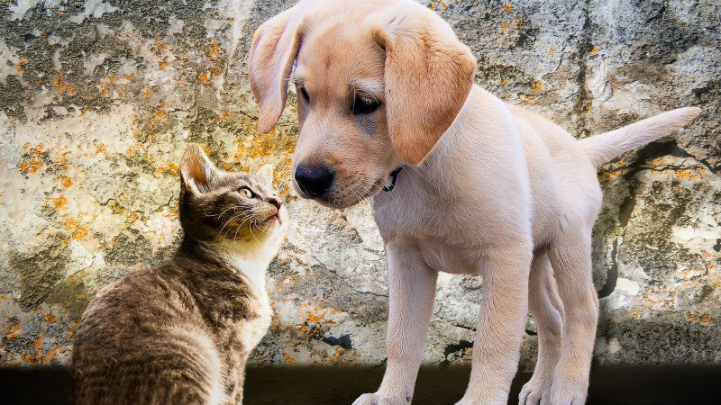 A curious brown tabby kitten and a beige puppy sniff each other in front of a textured concrete wall. The scene conveys a sense of playful curiosity.