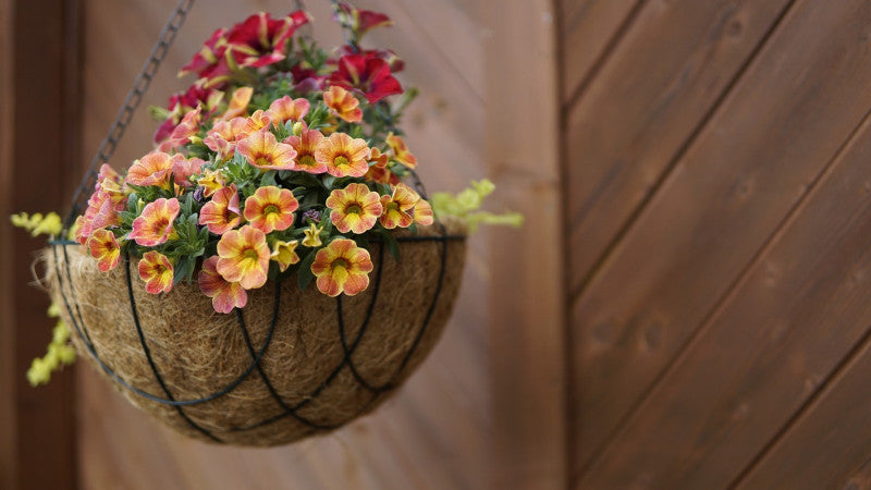 Hanging basket with vibrant red and orange flowers against a wooden fence backdrop. The scene evokes a warm, cozy, and inviting garden atmosphere.