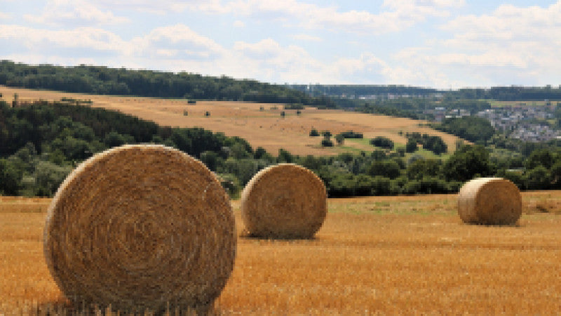 Three large hay bales sit on a golden field under a blue sky with fluffy clouds. A row of distant green trees lines the horizon, suggesting a serene rural landscape.