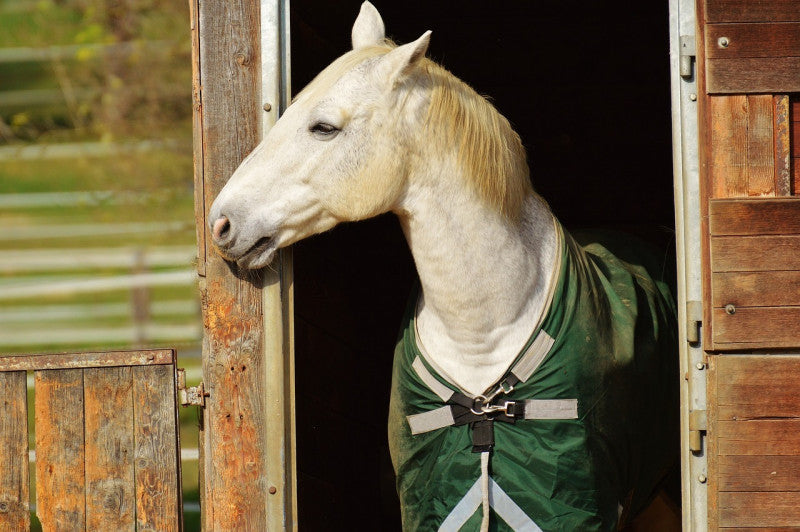A white horse in a green blanket stands in a stable doorway, its head turned to the side, with a serene expression, bathed in warm sunlight.