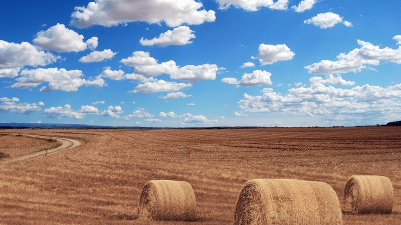A vast field with three round hay bales under a bright blue sky dotted with fluffy clouds. A dirt path curves through the golden landscape, conveying a serene, rural atmosphere.