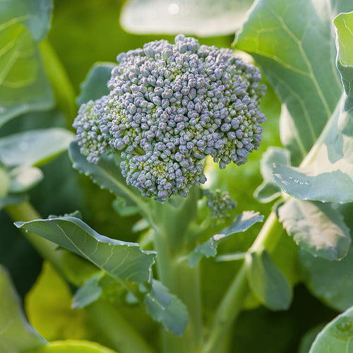 Bonnie Plants Green Magic Broccoli