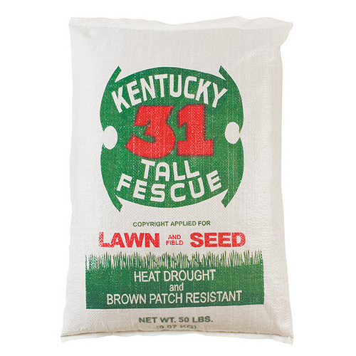 Kentucky 31 Tall Fescue