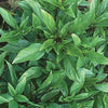 Wetsel Seed Basil - Thai