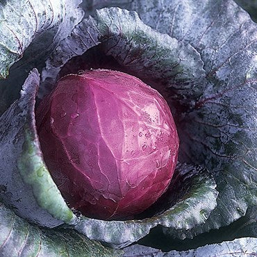Wetsel Seed Cabbage - Red Acre
