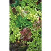 Wetsel Seed Lettuce - Mesclun Salad Mix