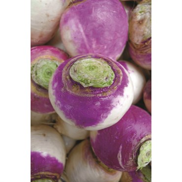 Wetsel Seed Organic - Turnip - Purple Top White Globe