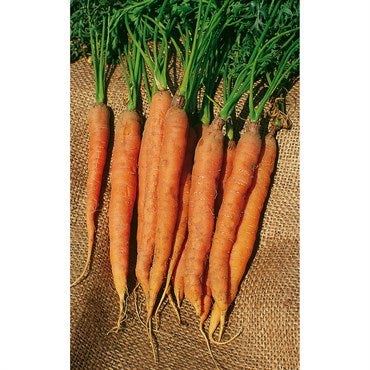 Wetsel Seed Organic Carrots - Little Finger