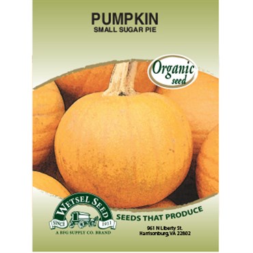 Wetsel Seed Organic Pumpkin - Small Sugar Pie