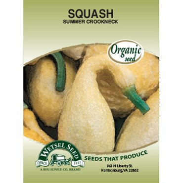 Wetsel Seed Organic Squash - Golden Crookneck (Zucchini)