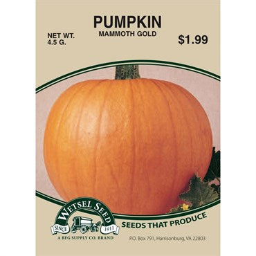 Wetsel Seed Pumpkin - Mammoth Gold