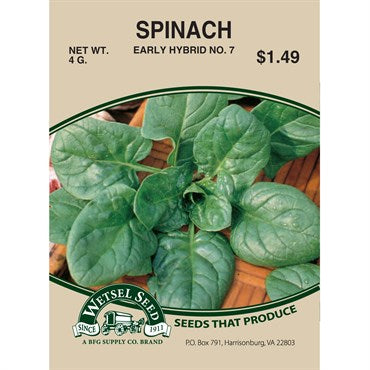 Wetsel Seed Spinach - Early Hybrid #7