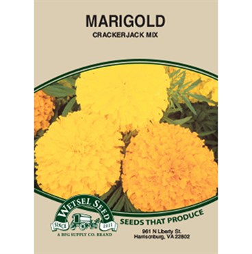 Wetsel Seed Marigold (African) Tall Crackerjack Mix