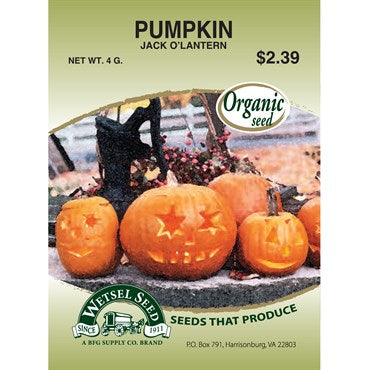 Wetsel Seed Organic Pumpkin - Jack-O-Lantern