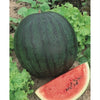 Wetsel Seed Organic Watermelon - Sugar Baby