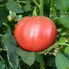 Wetsel Seed Tomato - Cherokee Purple