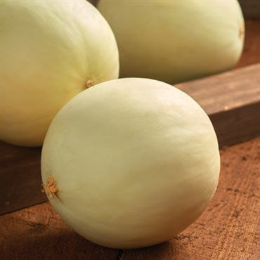 Wetsel Seed Cantaloupe, Minnesota Midget