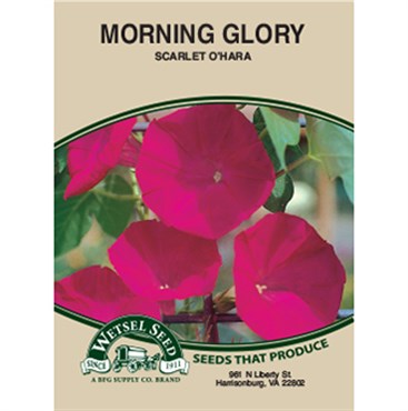 Wetsel Seed Morning Glory Scarlet O’Hara