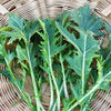 Wetsel Seed Mustard, Mizuna