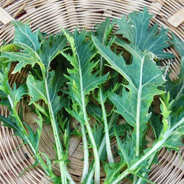 Wetsel Seed Mustard, Mizuna