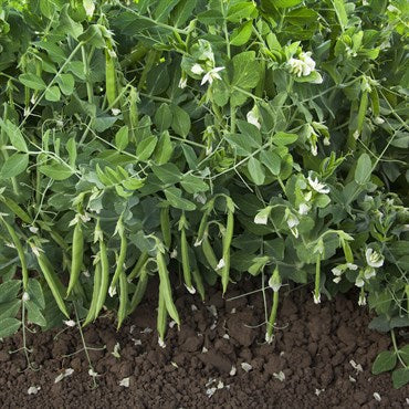 Wetsel Seed Peas, Snak Hero