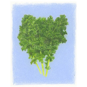 Wetsel Heirloom - Kale - Early Siberian