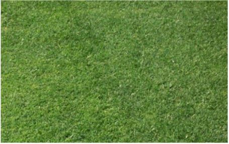 Pennington NuMex Sahara Turf Type Bermudagrass Penkoted Grass Seed Unhulled