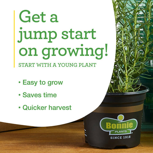 Bonnie Plants Better Boy Tomato (2 Pack)