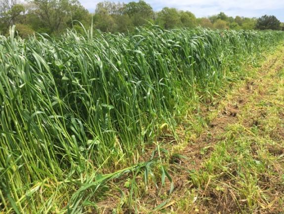 Southeast Agriseeds Rye Plus Winter Forage