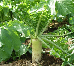 BWI Companies Inc. Daikon Tillage Radish