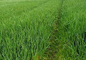 BWI Companies Inc. Oats Coker 227