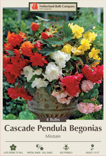 Netherland Bulb Company Begonia Cascade Pendula 'Mixture'
