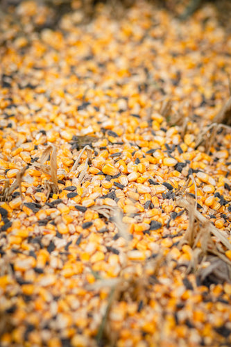 Whitetail Institute 30-06 Tall Tine Protein Feed, Deer