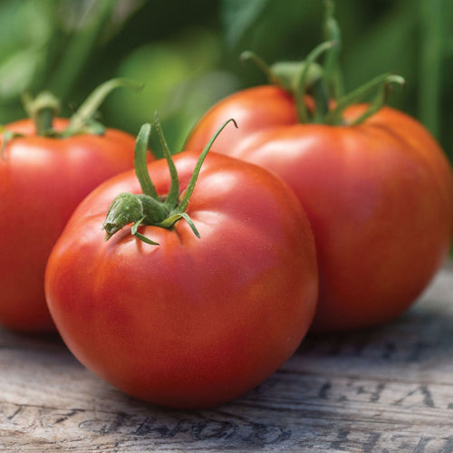 Burpee's Big Boy Hybrid Tomato Seeds & Plant