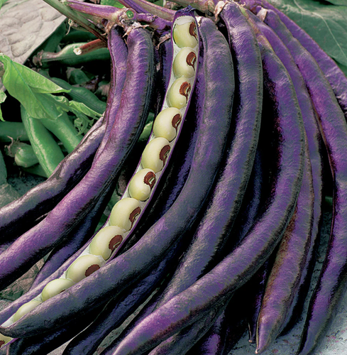 Wyatt-Quarles Seed Company Pinkeye Purple Hull