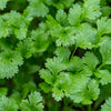 Bonnie Plants Cilantro (2 Pack)