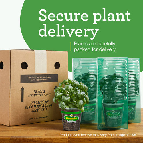 Bonnie Plants Sweet Mint (2 Pack)