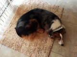 Dog Gone Smart Dirty Dog Large Doormats