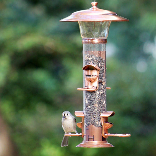 More Birds® Radiant Songbird Sunflower Bird Feeder